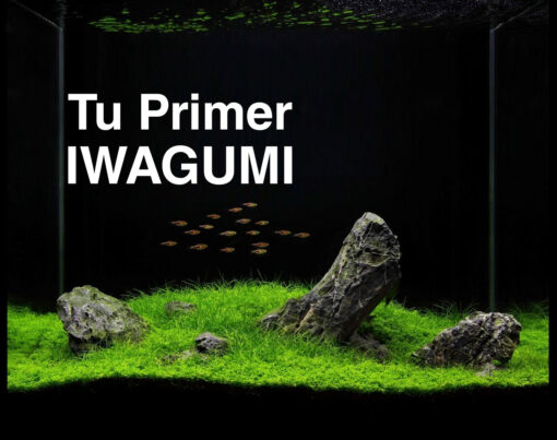 Tu Primer IWAGUMI