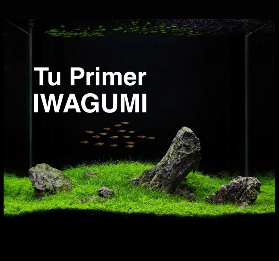 Tu Primer IWAGUMI