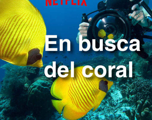 En busca del coral