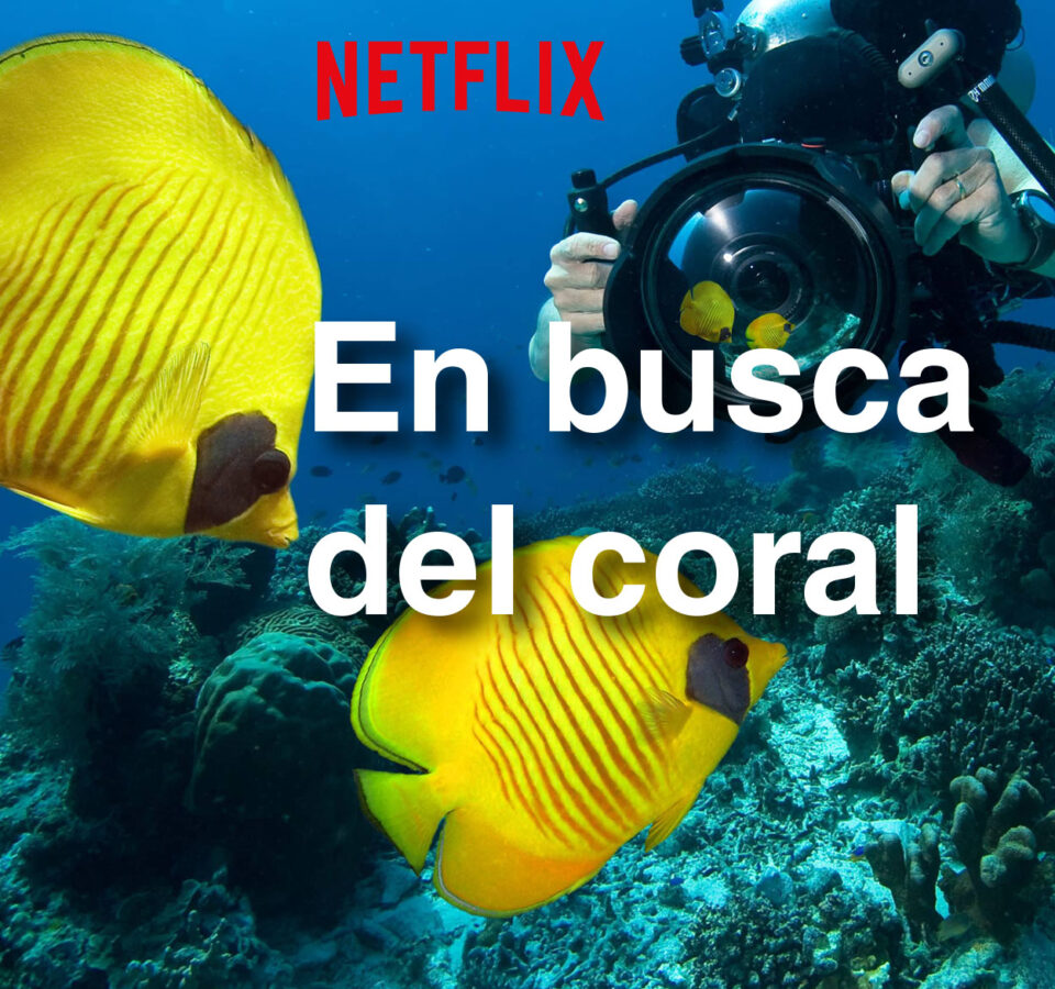 En busca del coral