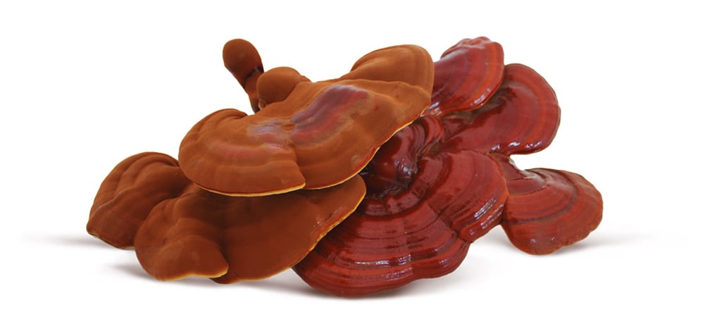 Hongo Ganoderma lucidum