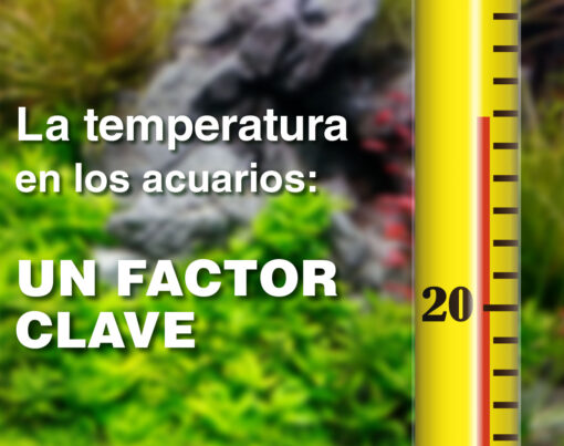 La temperatura en los acuarios: un factor clave