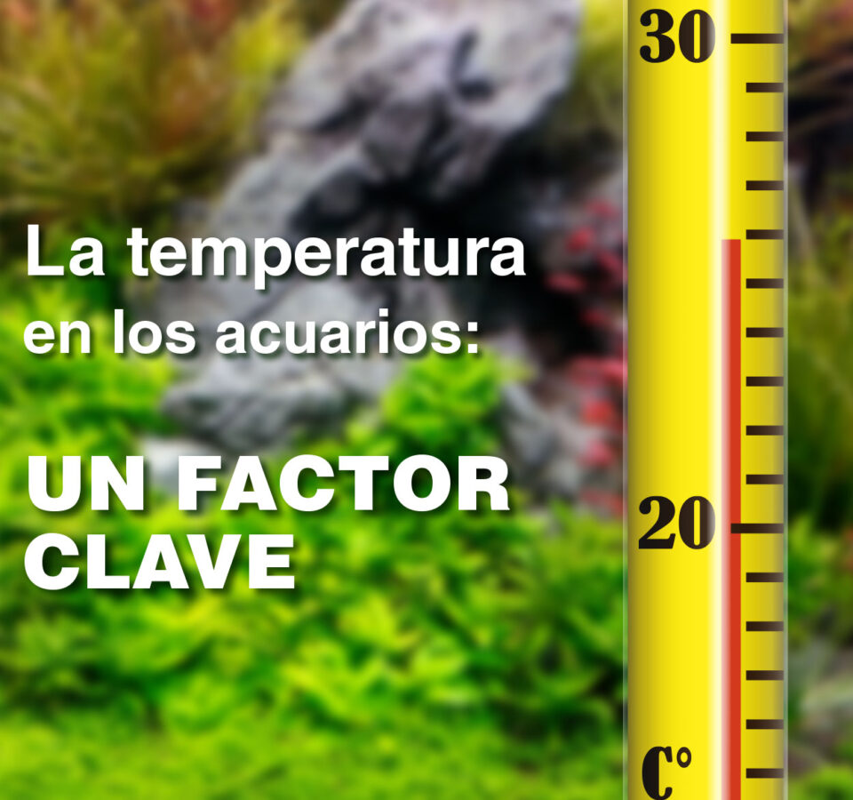 La temperatura en los acuarios: un factor clave