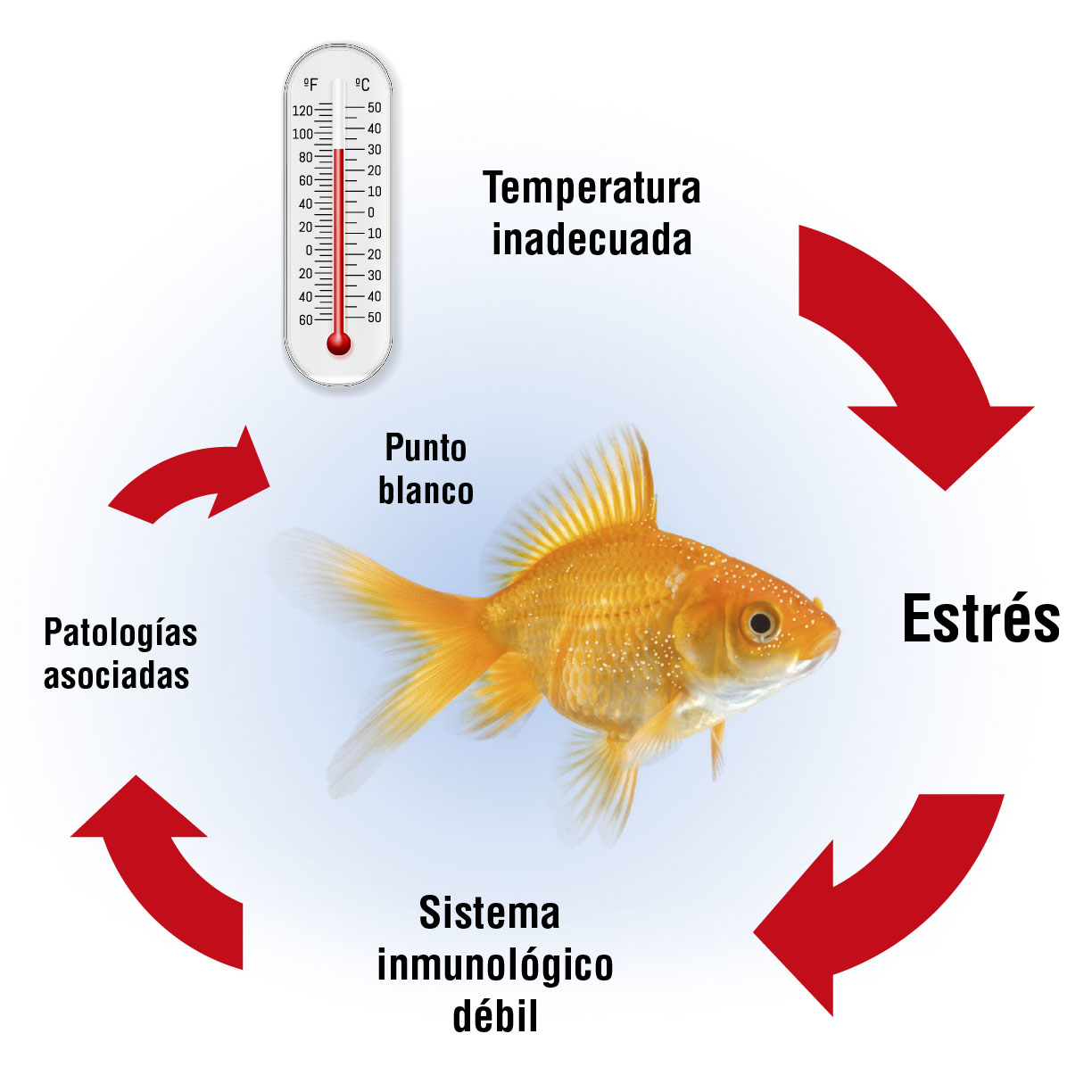 La temperatura en los acuarios: temperatura inadecuada.