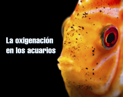 la_oxigenacion_en_los_acuarios_12