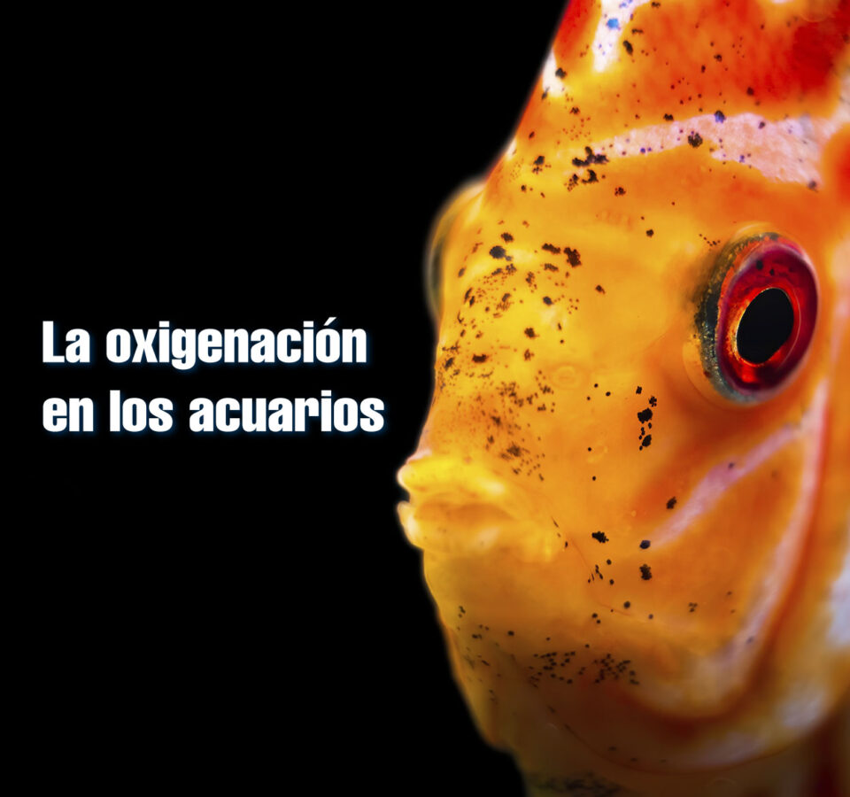 la_oxigenacion_en_los_acuarios_12