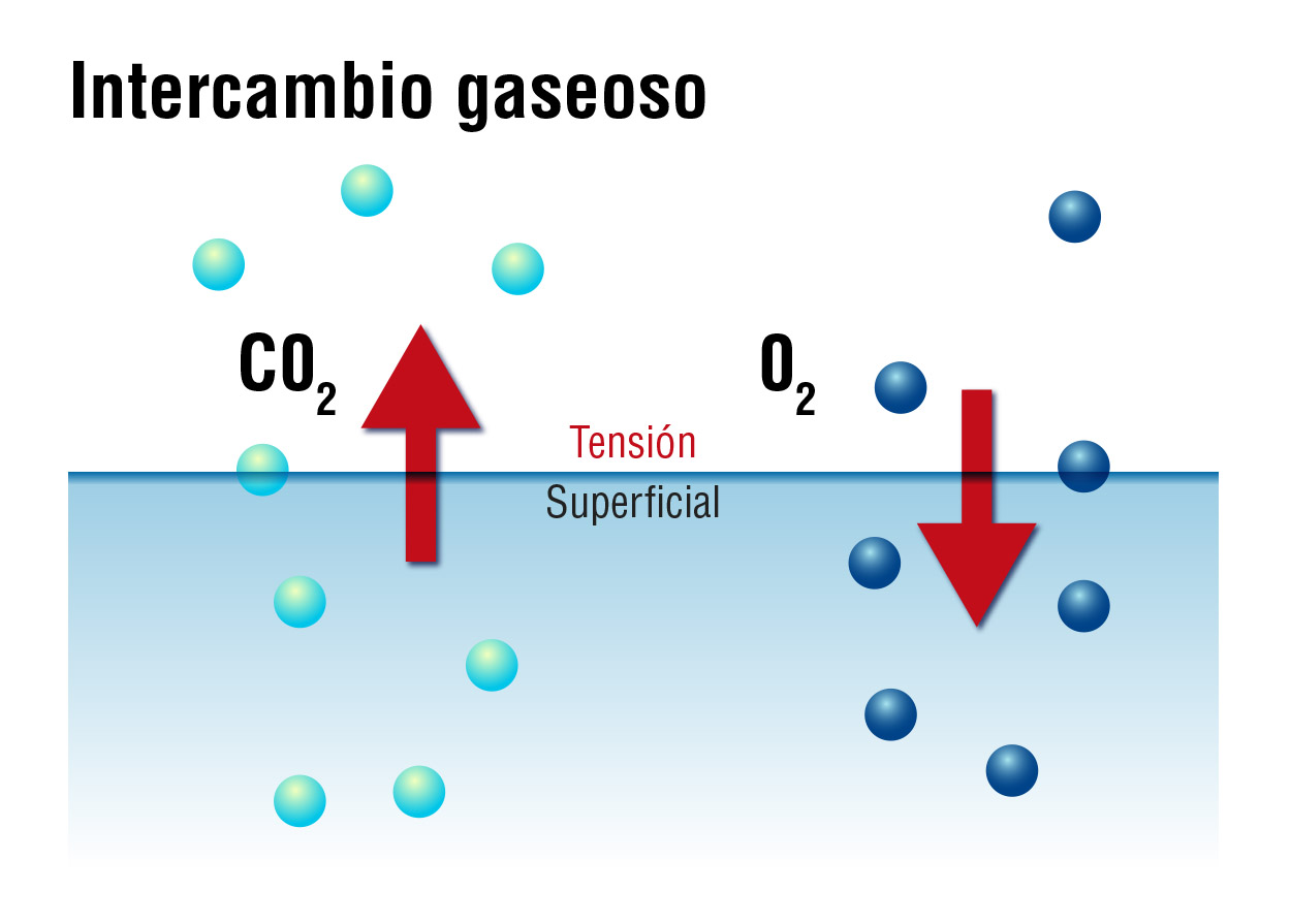 La oxigenación en los acuarios: intercambio gaseoso