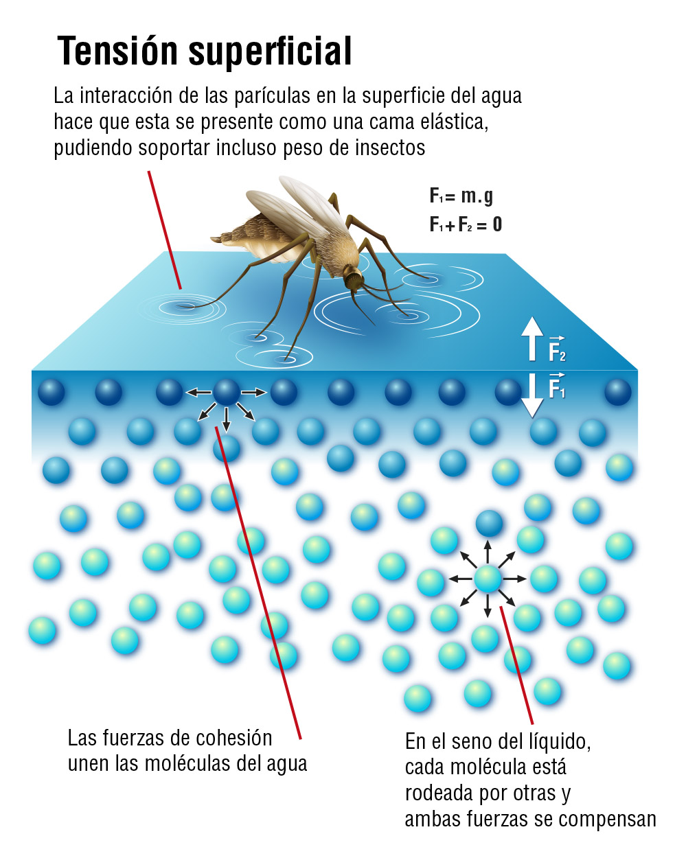 La oxigenación en los acuarios: la capa de tensión superficial